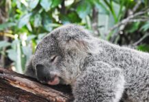 “수면의 힘, 건강을 지키는 첫걸음” koala bear sleeping on tree